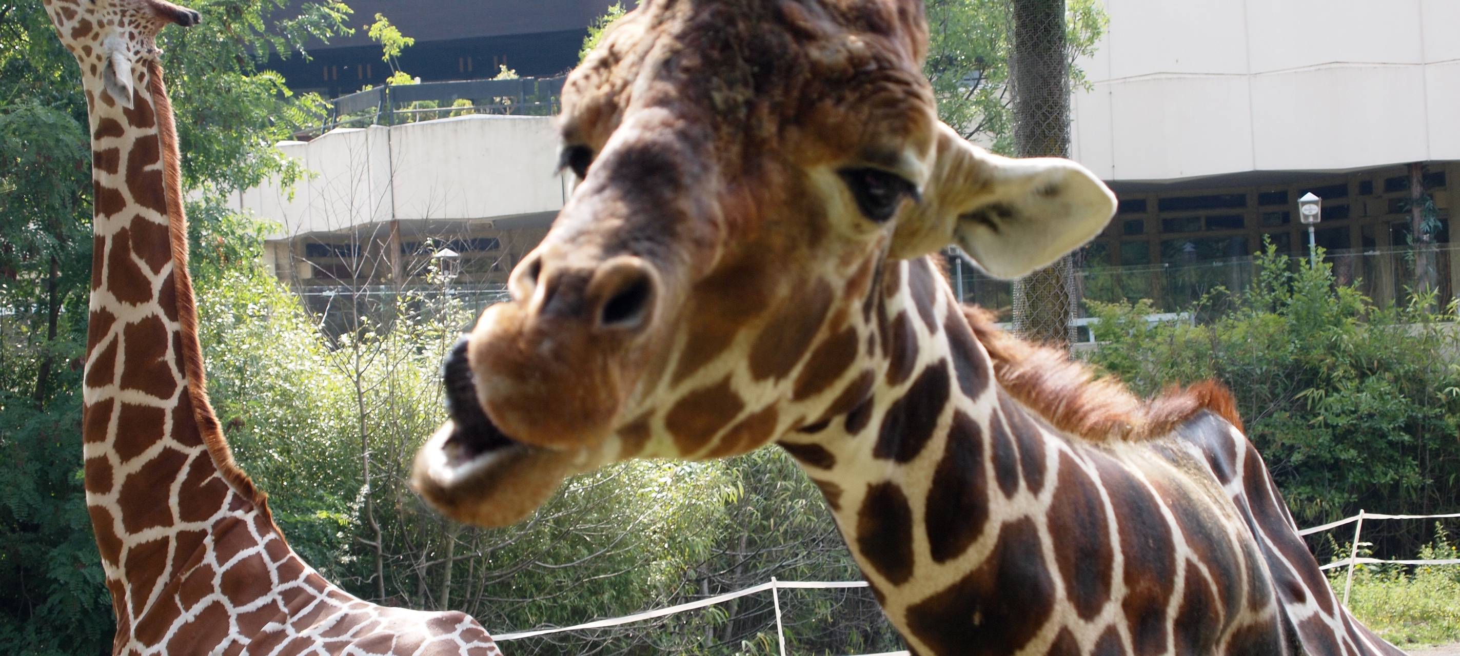 World Smile Day – Wie uns ein Lächeln gesund macht