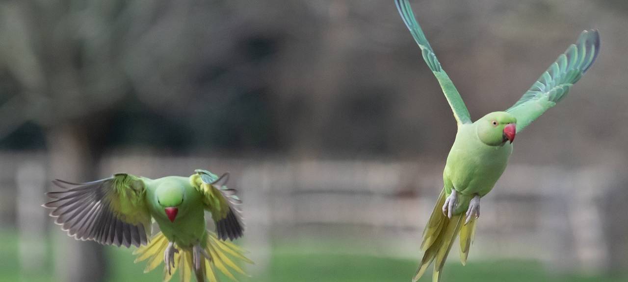 Halsbandsittiche siedeln sich in Mülheim an