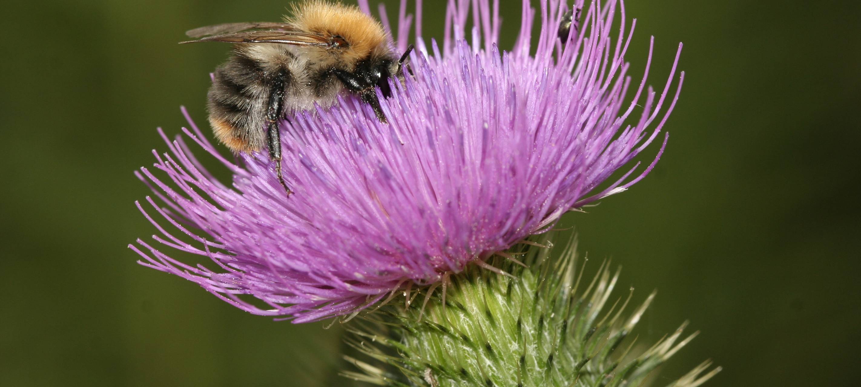 Studie: Hummeln wehren Angriffe Asiatischer Hornissen erfolgreich ab - So erkennt ihr die invasive Art
