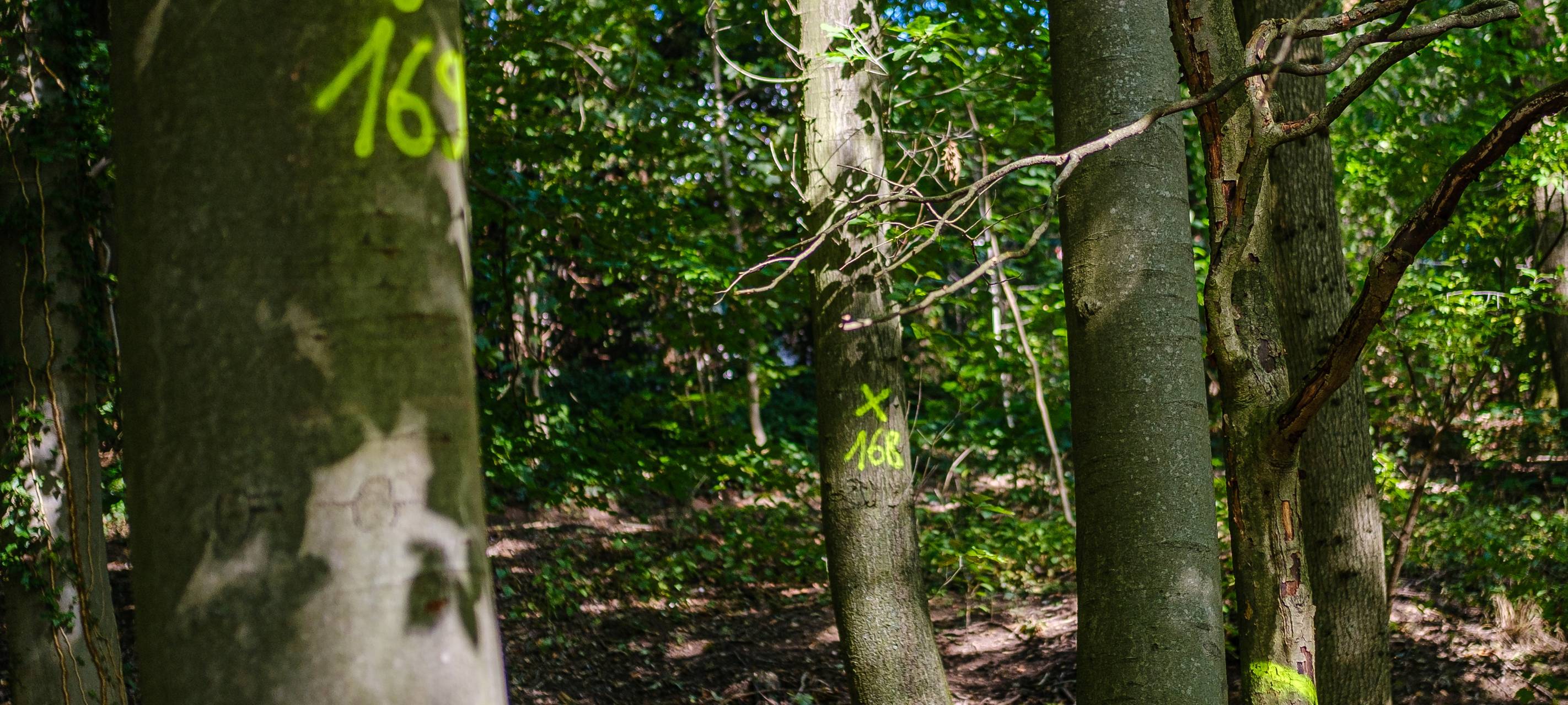 Baumfällungen auf der Heimaterde und in Saarn