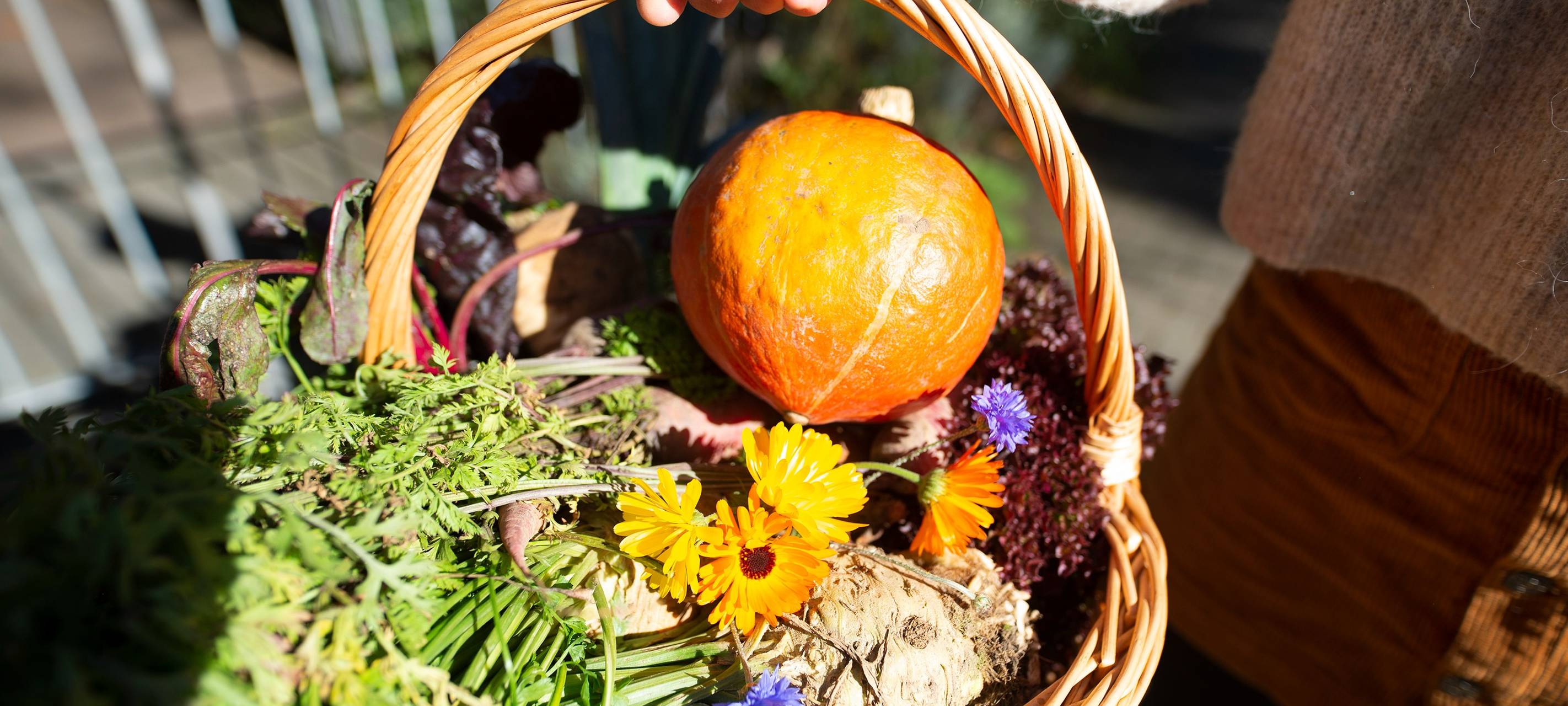 Solidarische Landwirtschaft wächst weiter