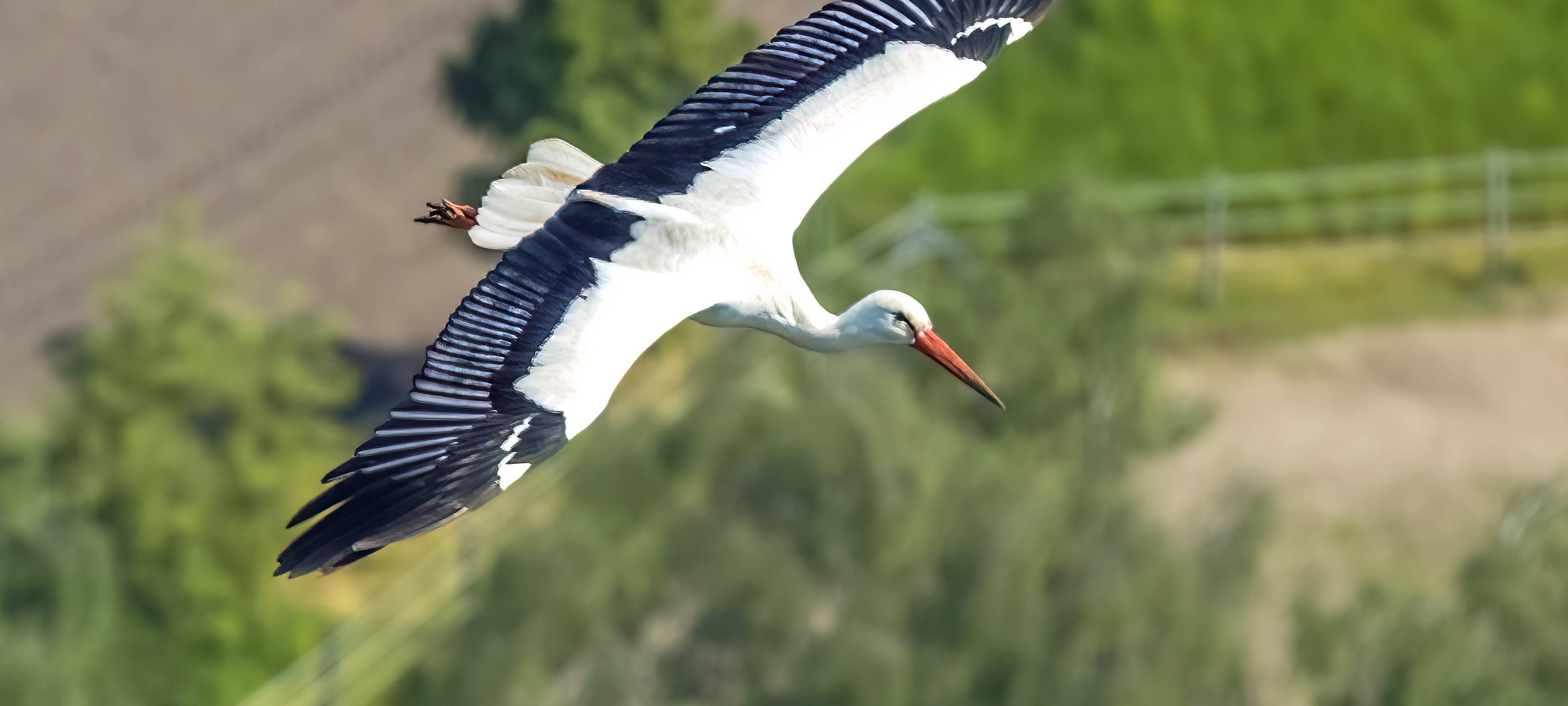Nisthilfen für Weißstörche in Saarn gefordert