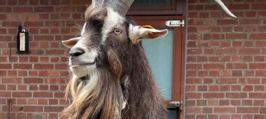 Ziegenbock "Matze" zieht um