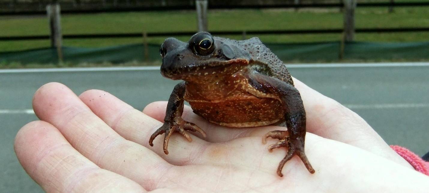Krötenwanderung beendet: Straßen morgen (28.04.) wieder frei