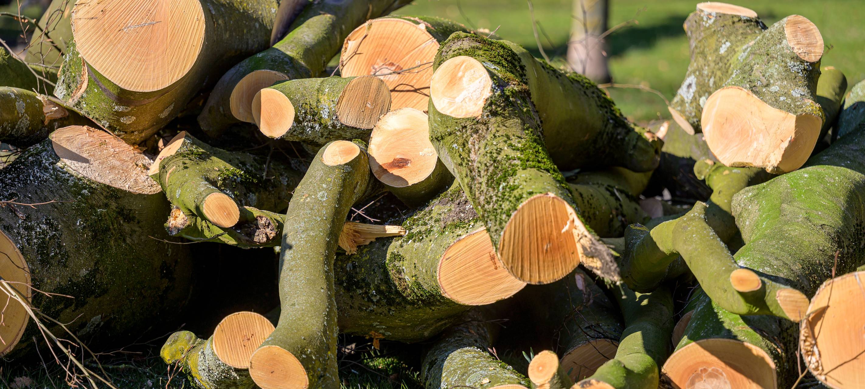 Stadt lässt markanten kranken Baum fällen