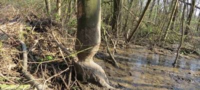 Biber-Spuren an der Emscher