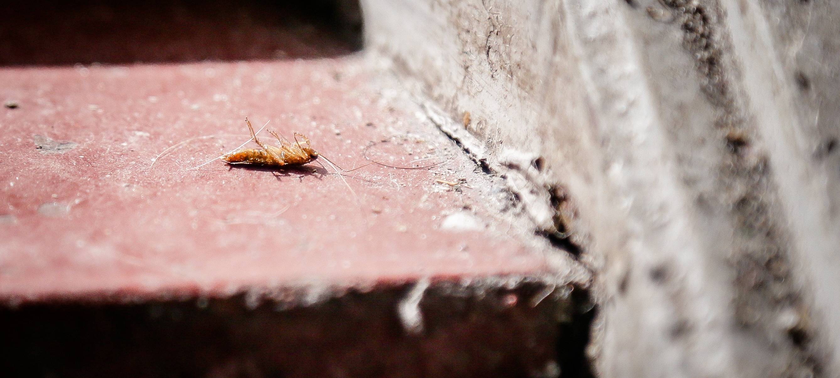 Notbetreuung wegen Schaben in Bochum