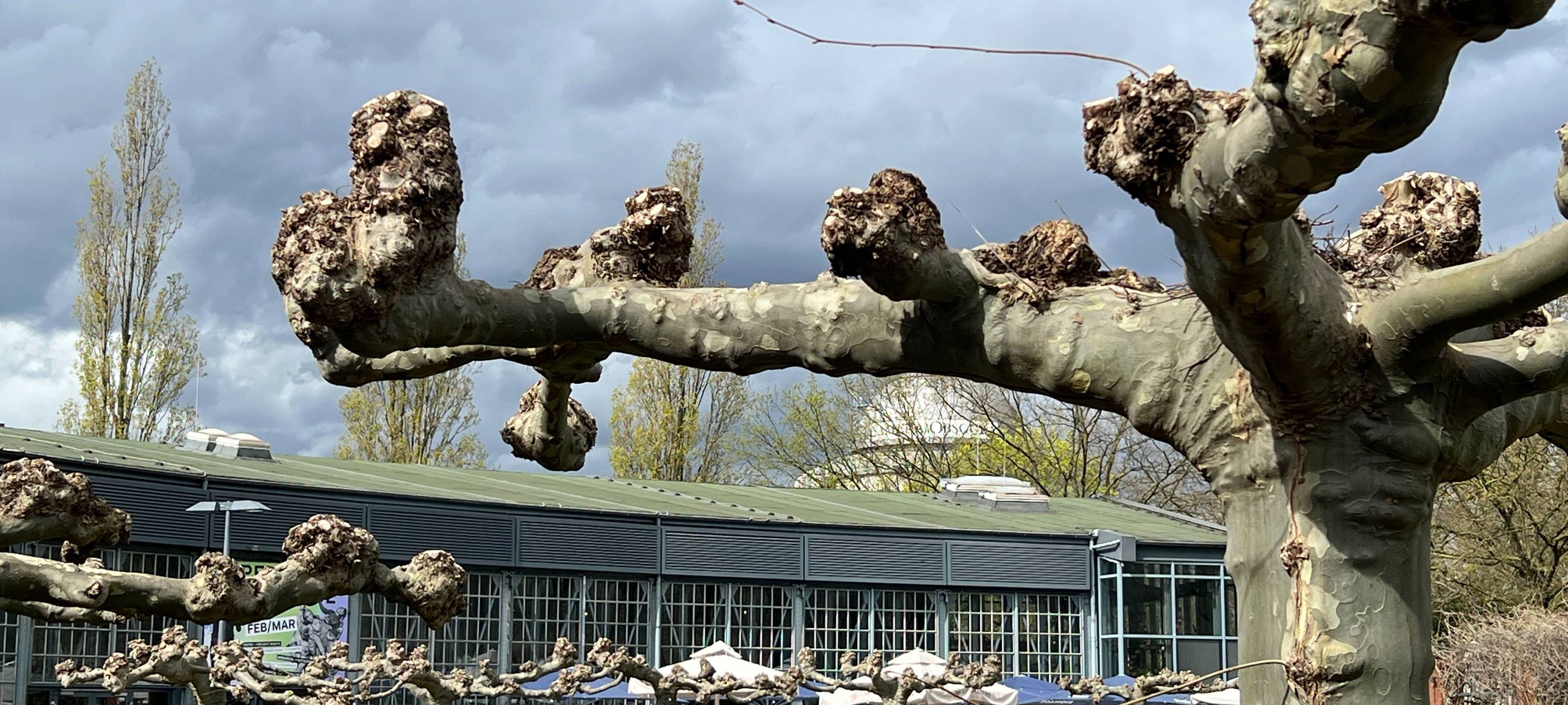 "Ronja" heute bei Preisverleihung in Bonn