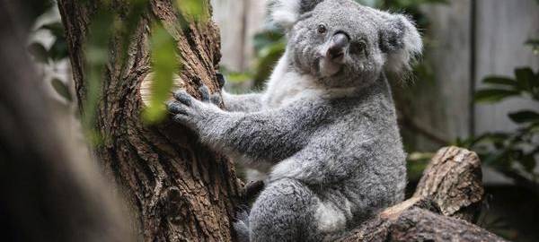 Zoo Duisburg: Koalahaus feiert 30-jähriges Jubiläum