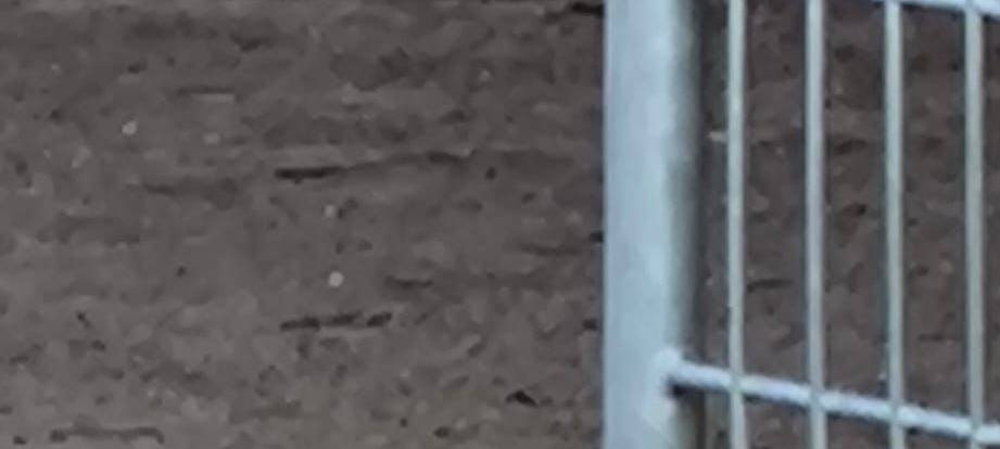 Ratten rund um Grundschule in Styrum