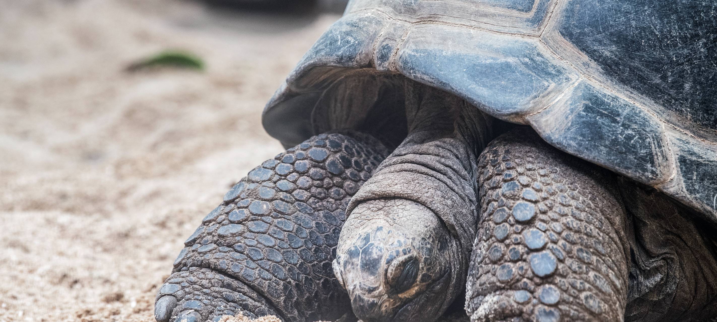 Zoolauf zugunsten der Riesenschildkröten