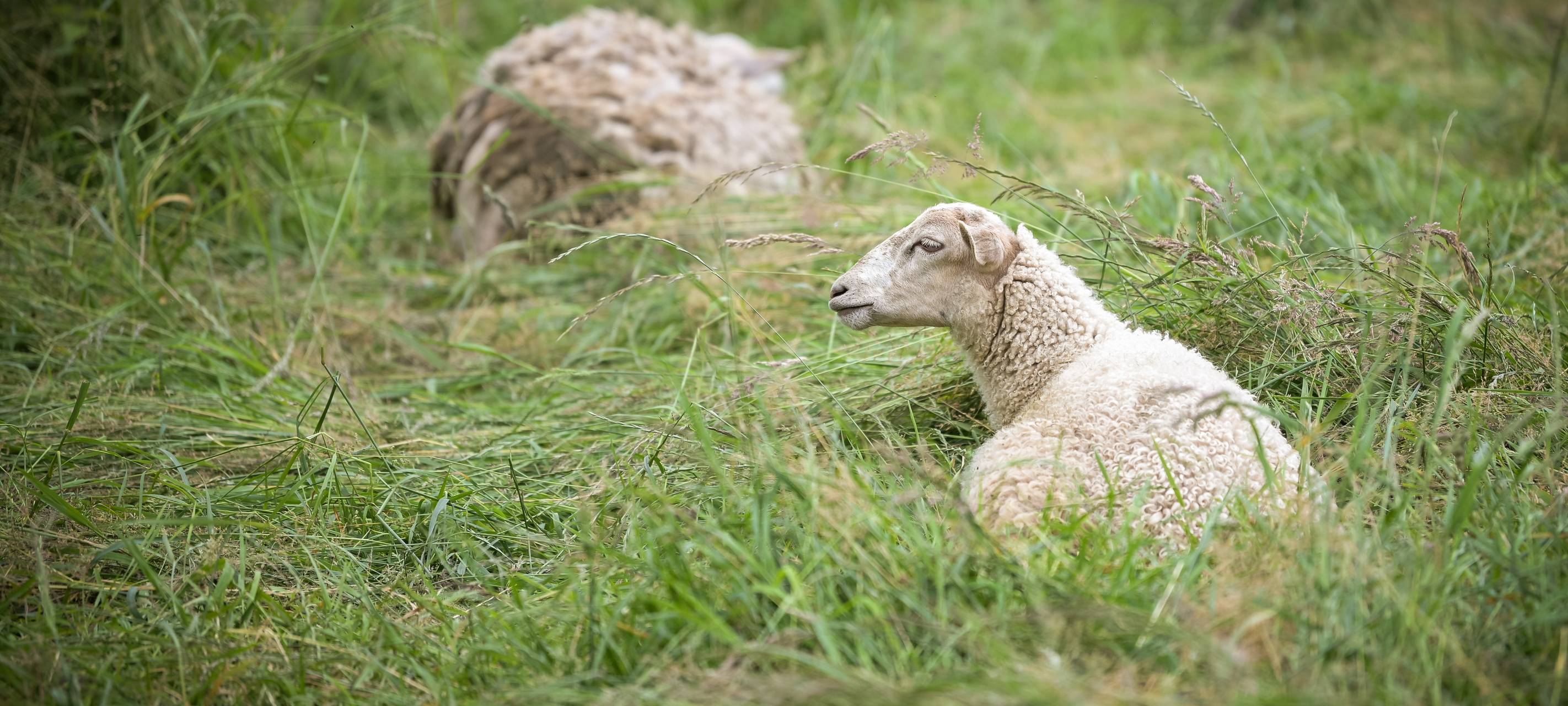 Gefährliche Viruserkrankung bei Schafen aufgetaucht
