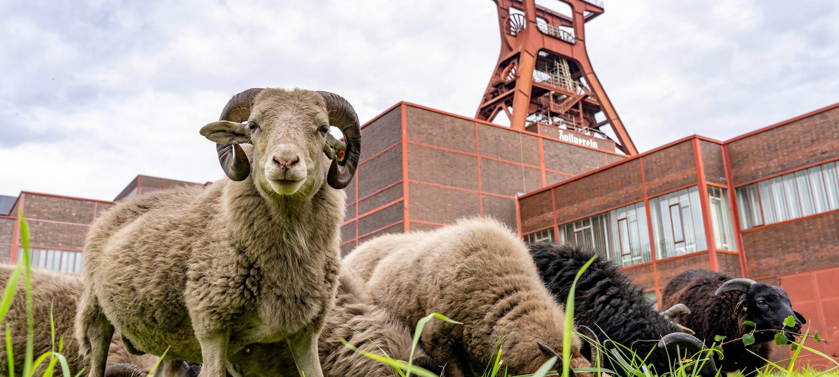 Zeche Zollverein testet Schafe als Rasenmäher