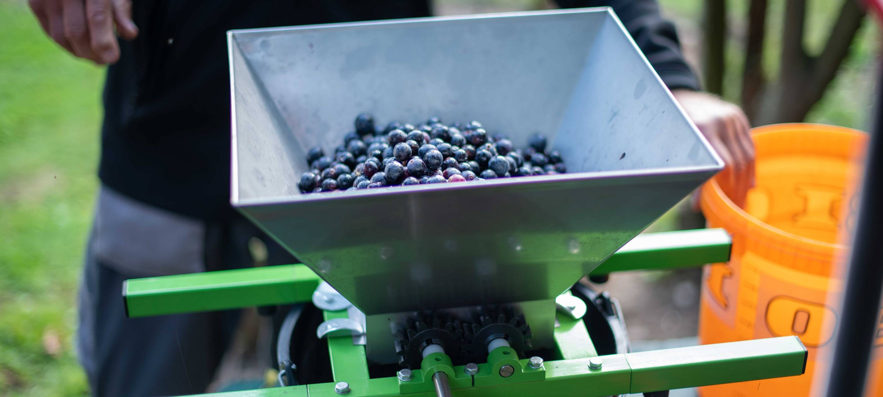 Warten auf ersten Wein vom "Emscherland"