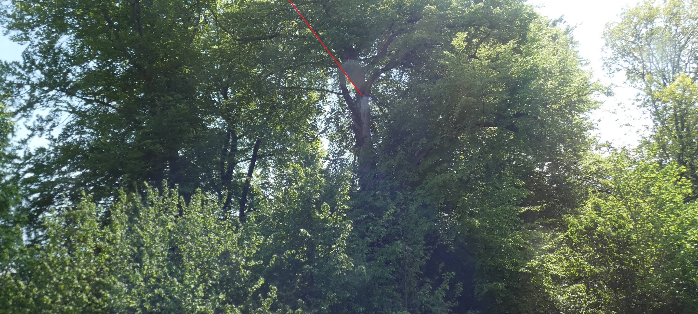 Kranke Rotbuche in Holthausen gefällt