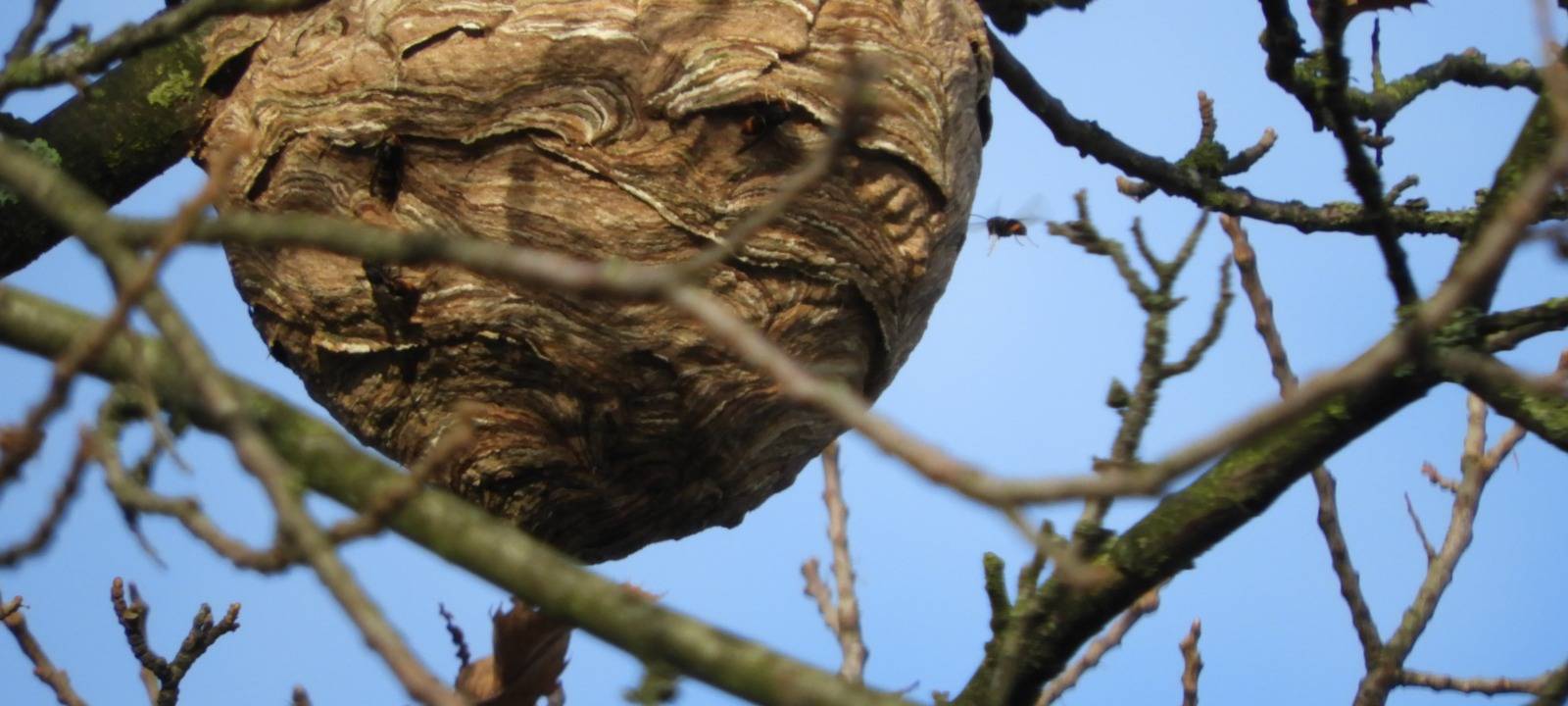 Stadt: Augen auf wegen Asiatischer Hornisse