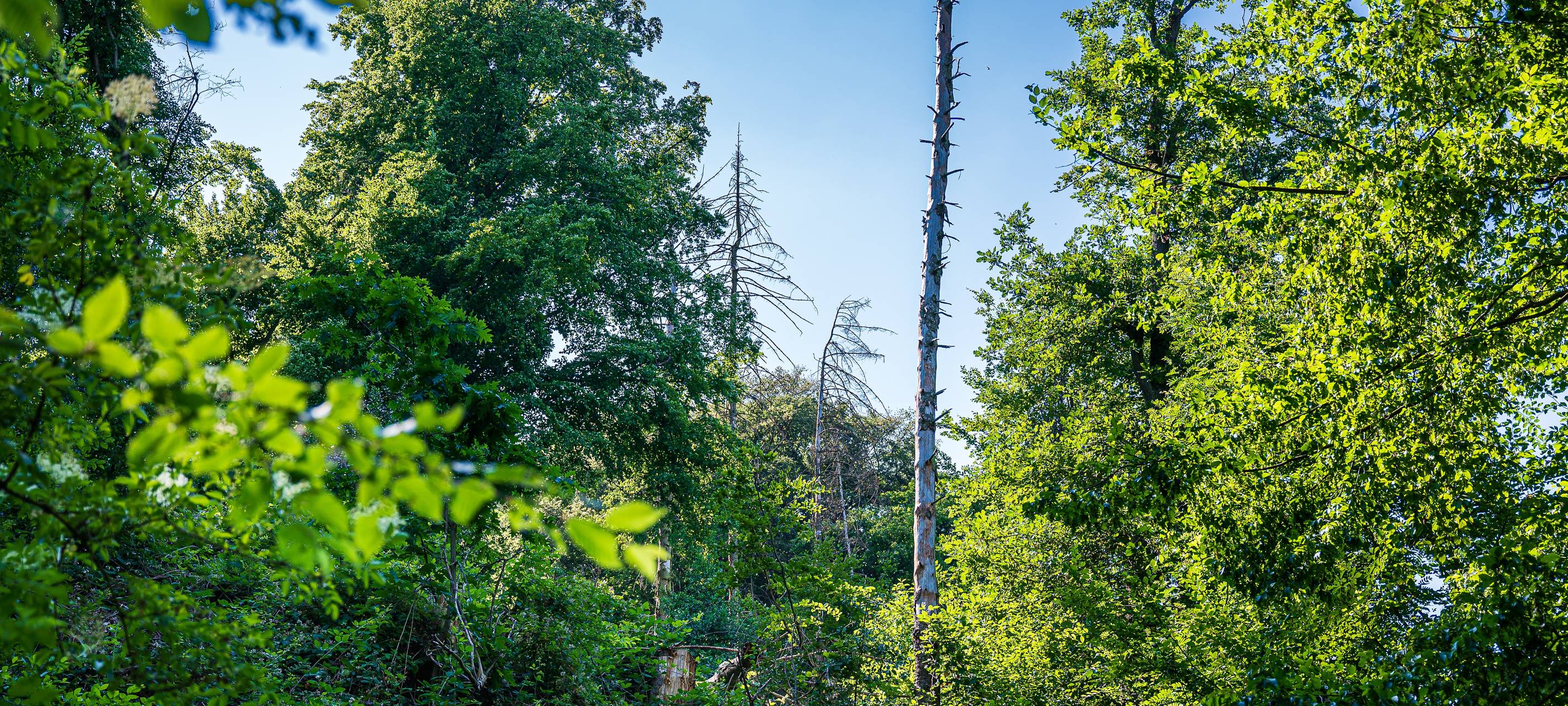 RVR übernimmt Pflege des Mülheimer Waldes