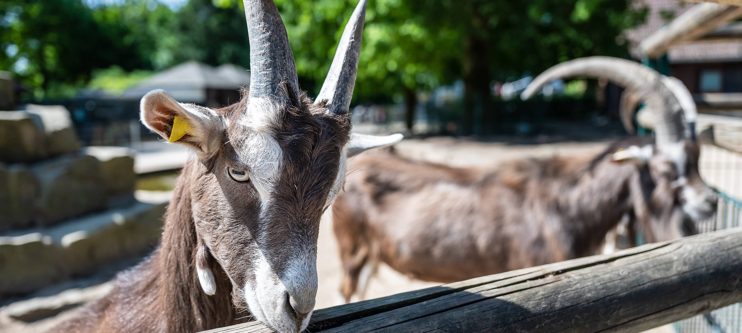 Großer Tierpatentag im Archepark