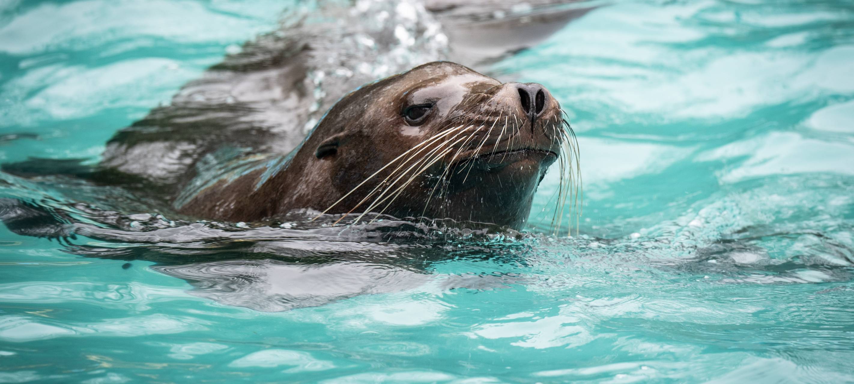 Zoo Duisburg: Baufortschritt bei Seelöwen-Anlage