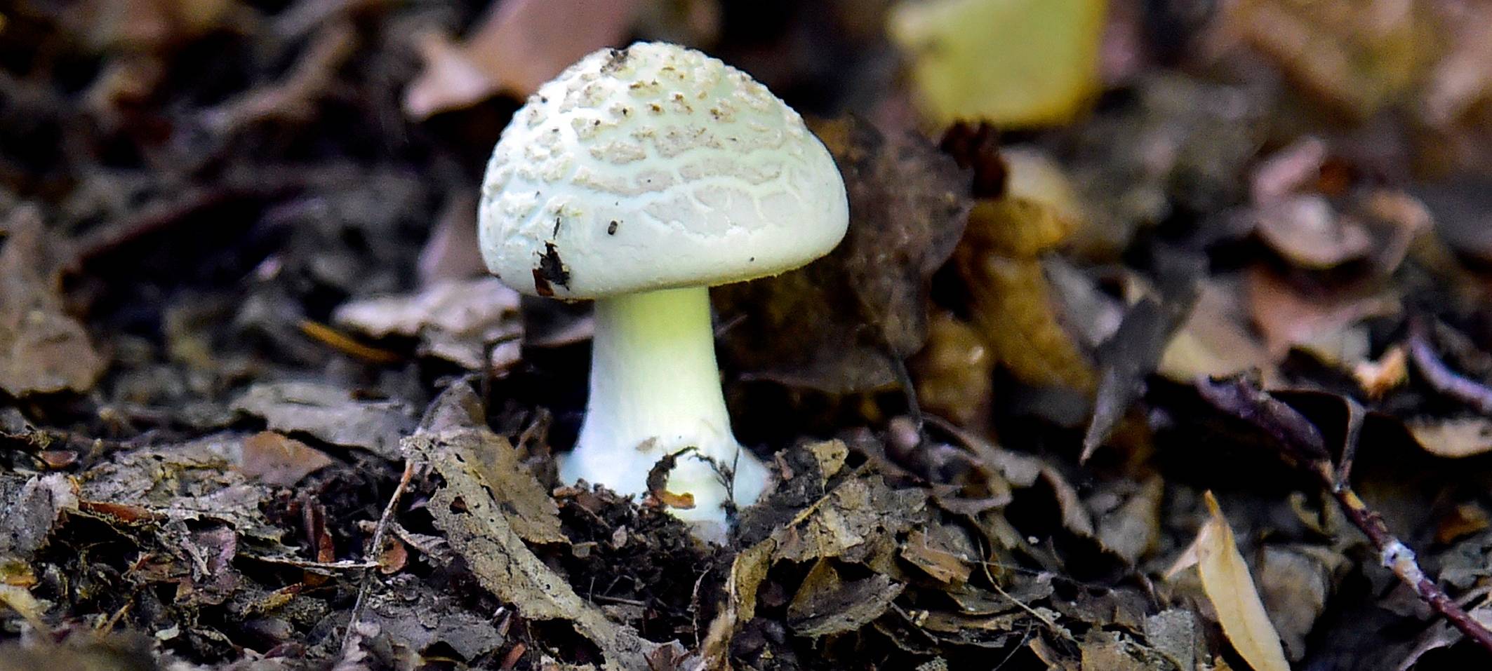 Giftpilze gegessen: Drei Kinder in Lebensgefahr