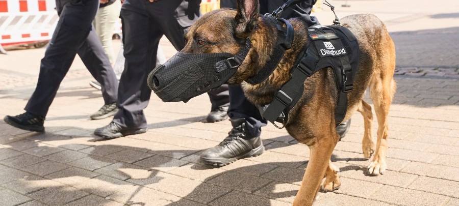 Diensthund verstärkt Ordnungsamt auf Weihnachtsmarkt