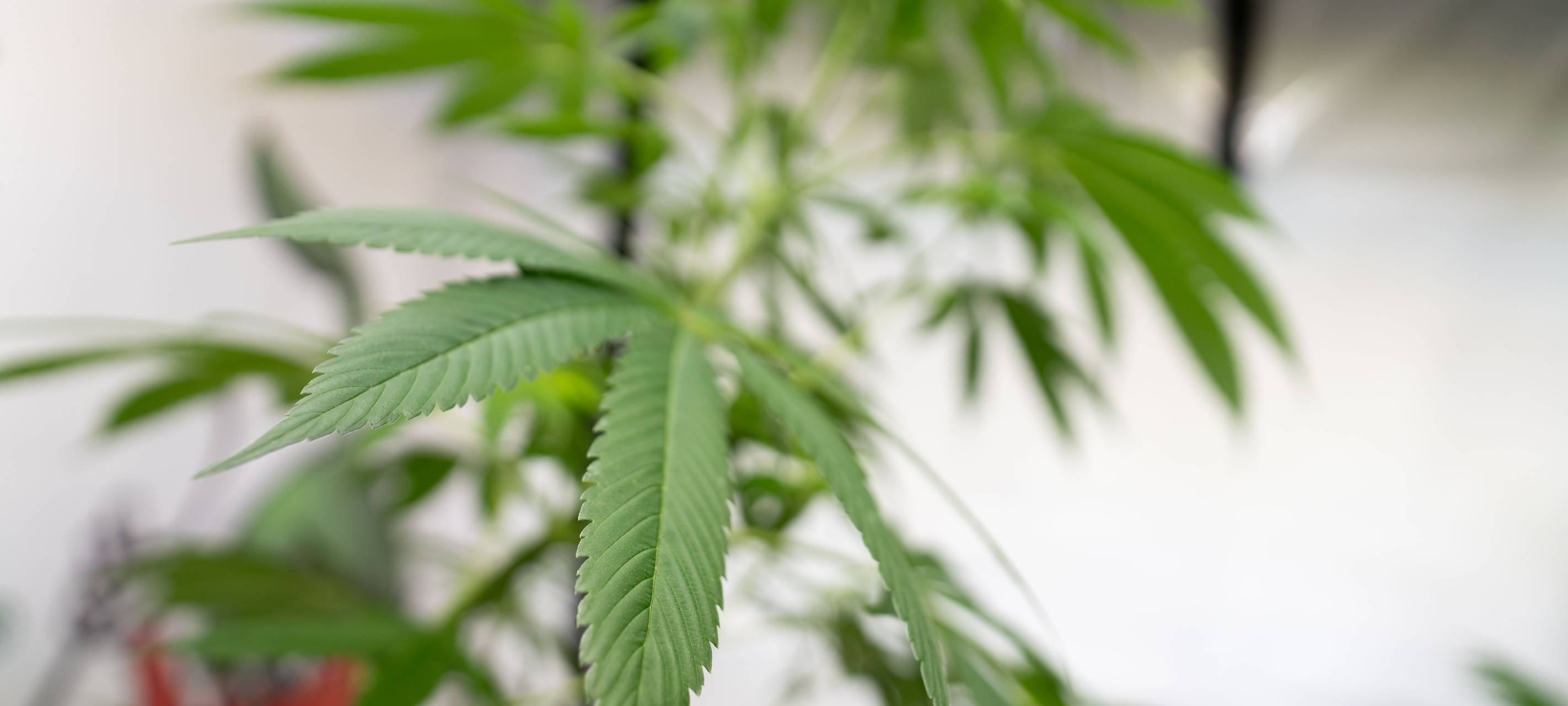 ginko Stiftung startet mit Info-Reihe ins neue Jahr