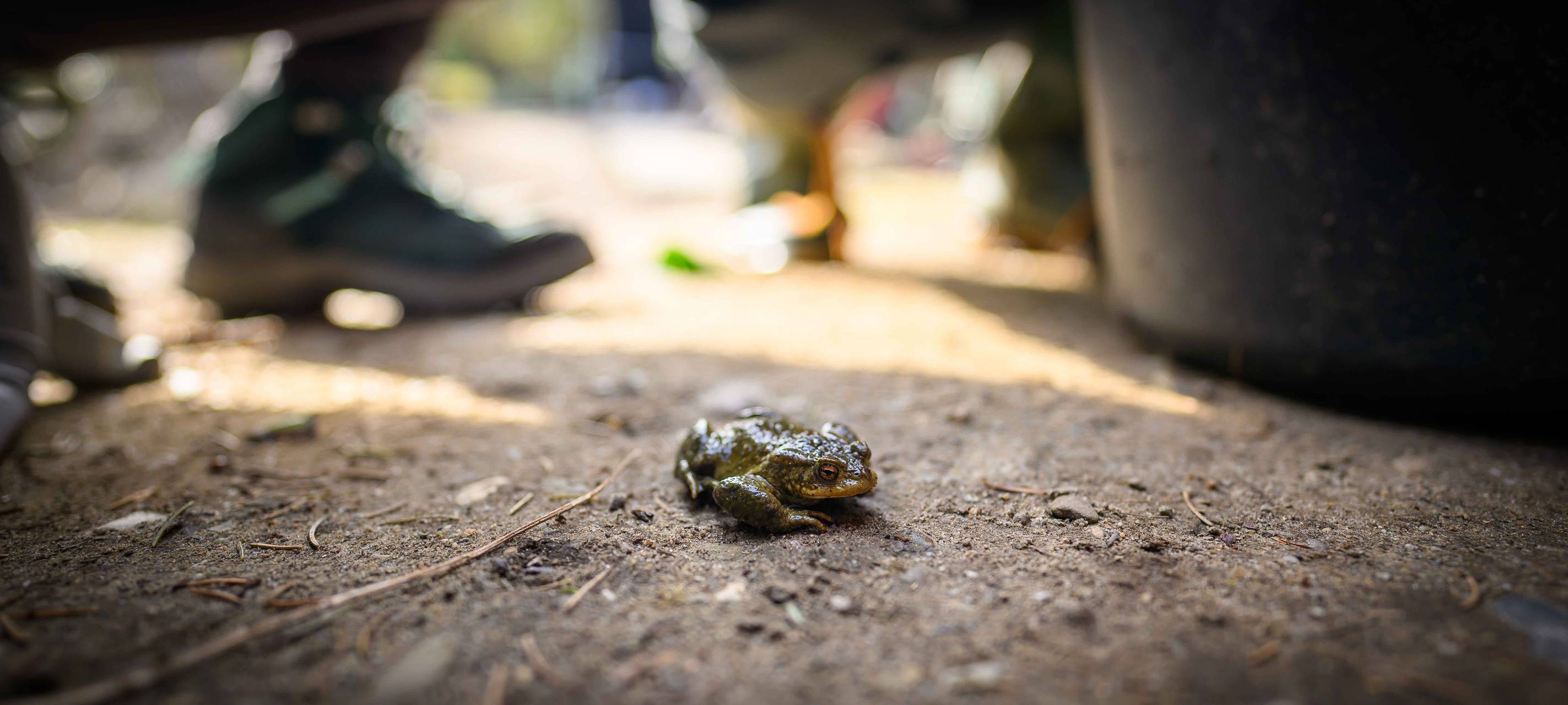 Krötenwanderung: Straßensperren für Amphibienschutz