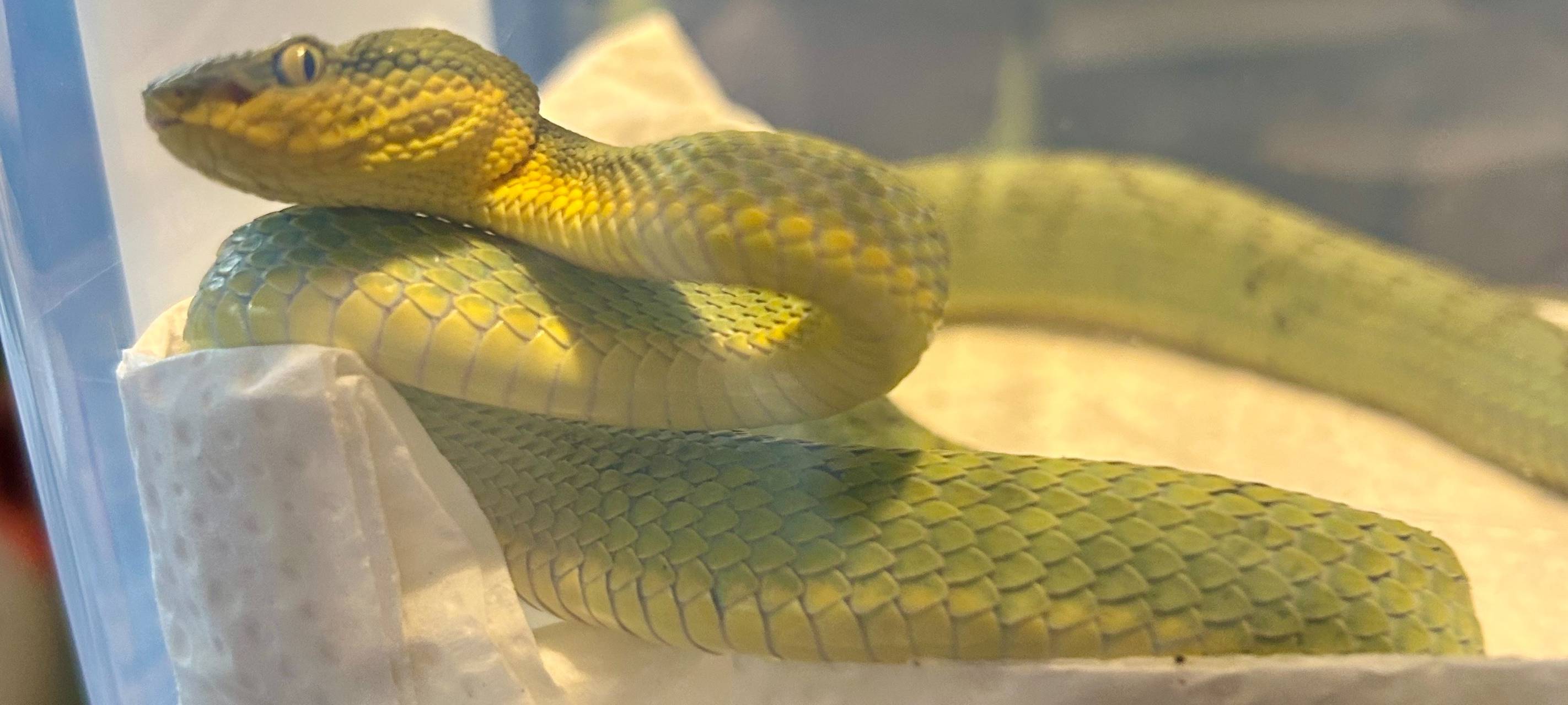 Hausdurchsuchung in Bochum: Giftschlangen gefunden