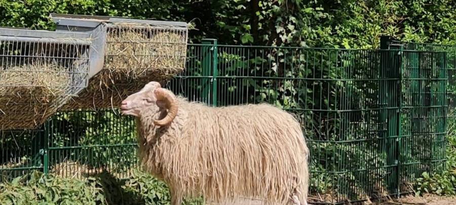 Neuer Schafbock im Witthausbusch