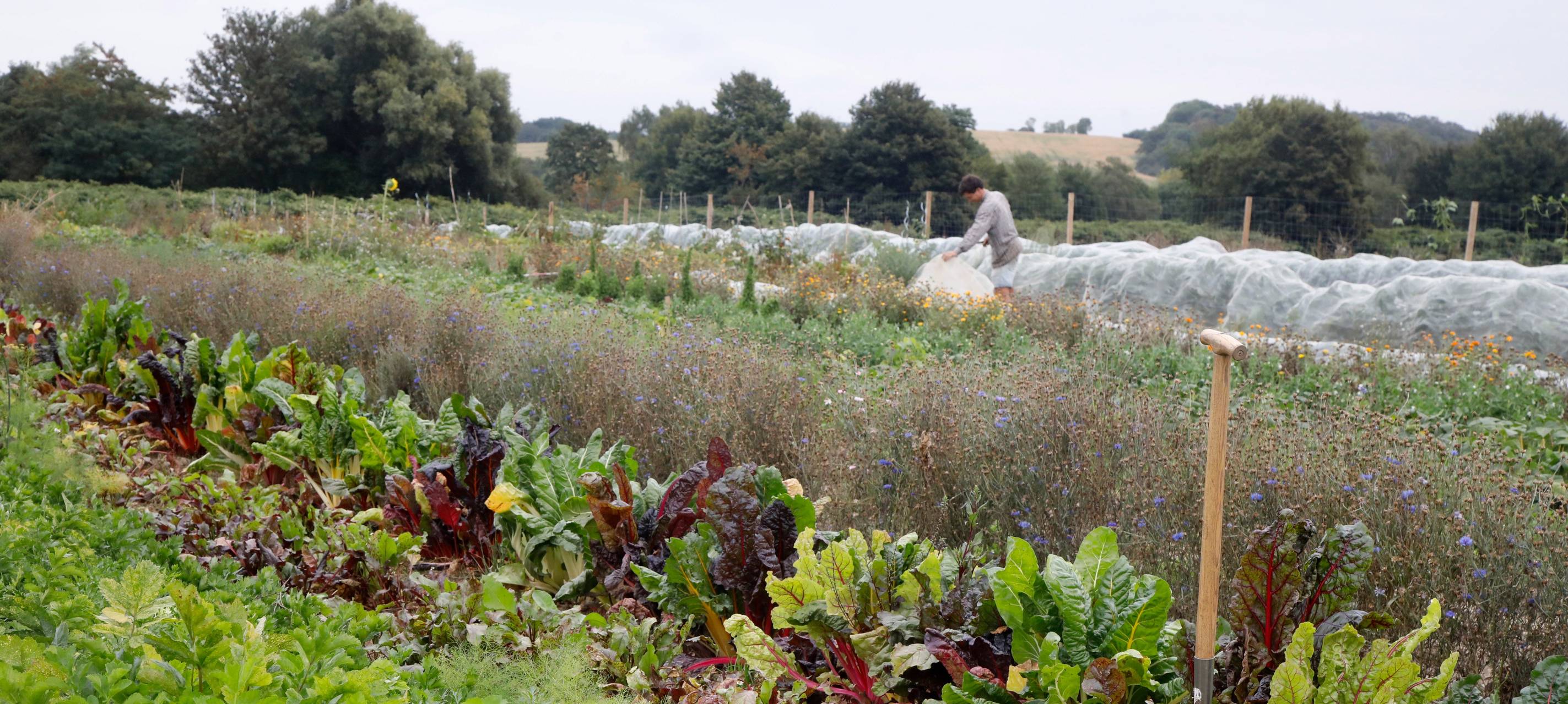 Solawi bietet zusätzliche Anteile an