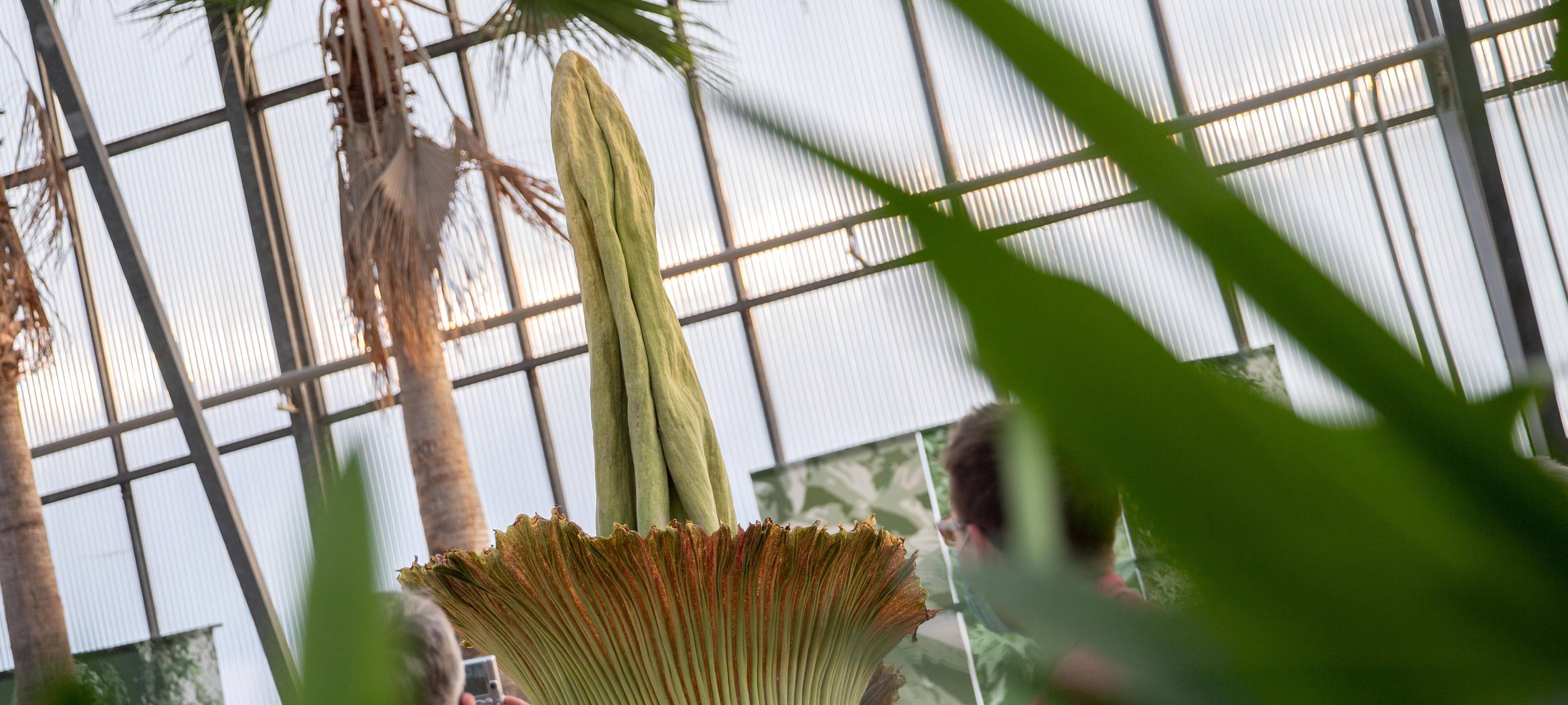 Natur: Bochumer Titanwurz kurz vor Blüte