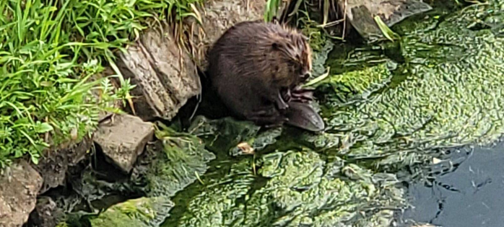 Biber und Rotfeder kehren in die Emscher zurück