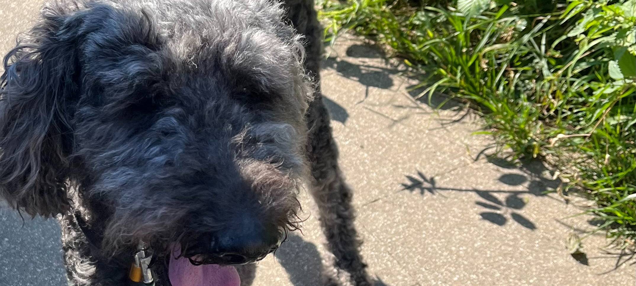 Essen: Polizei befreit Hund aus Auto