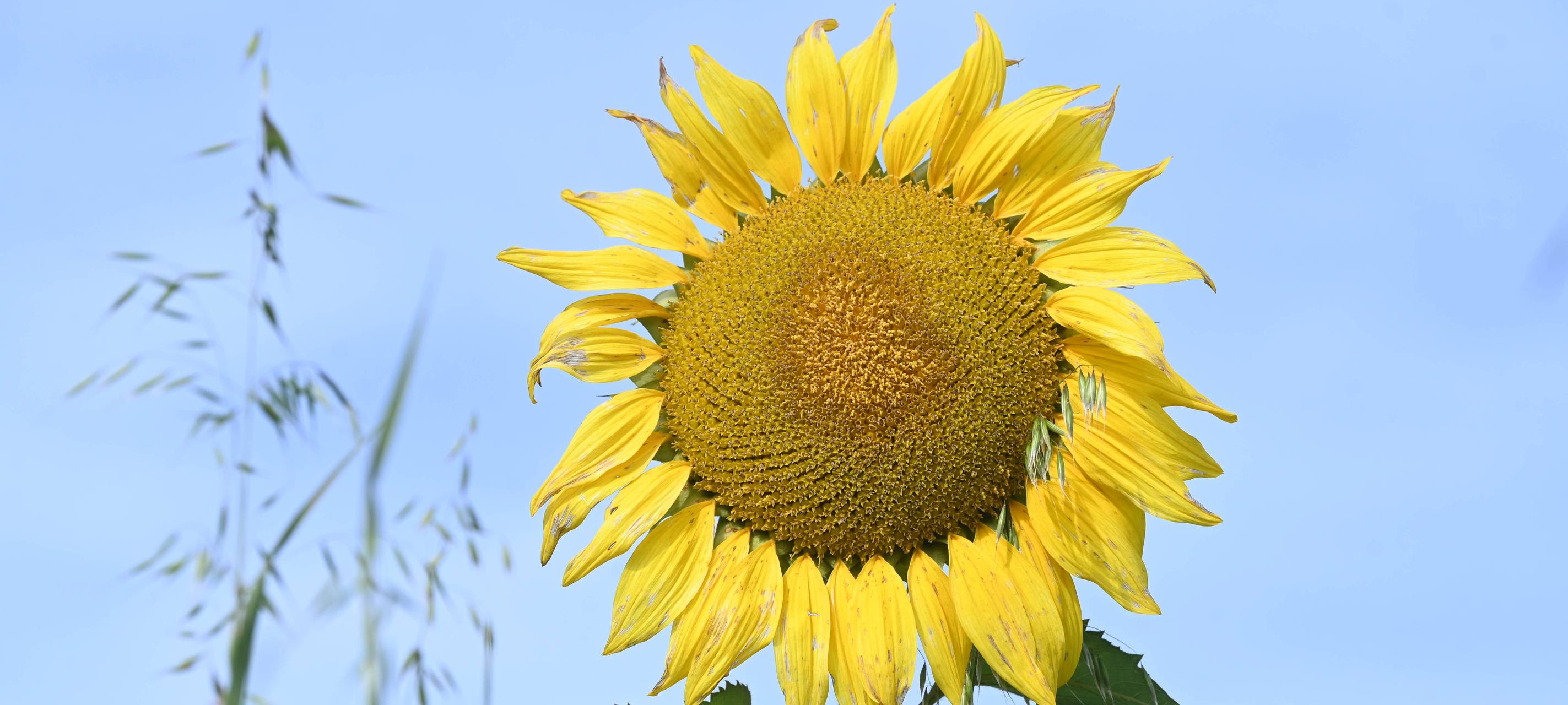 Schnittblumen: Felder öffnen diese Woche