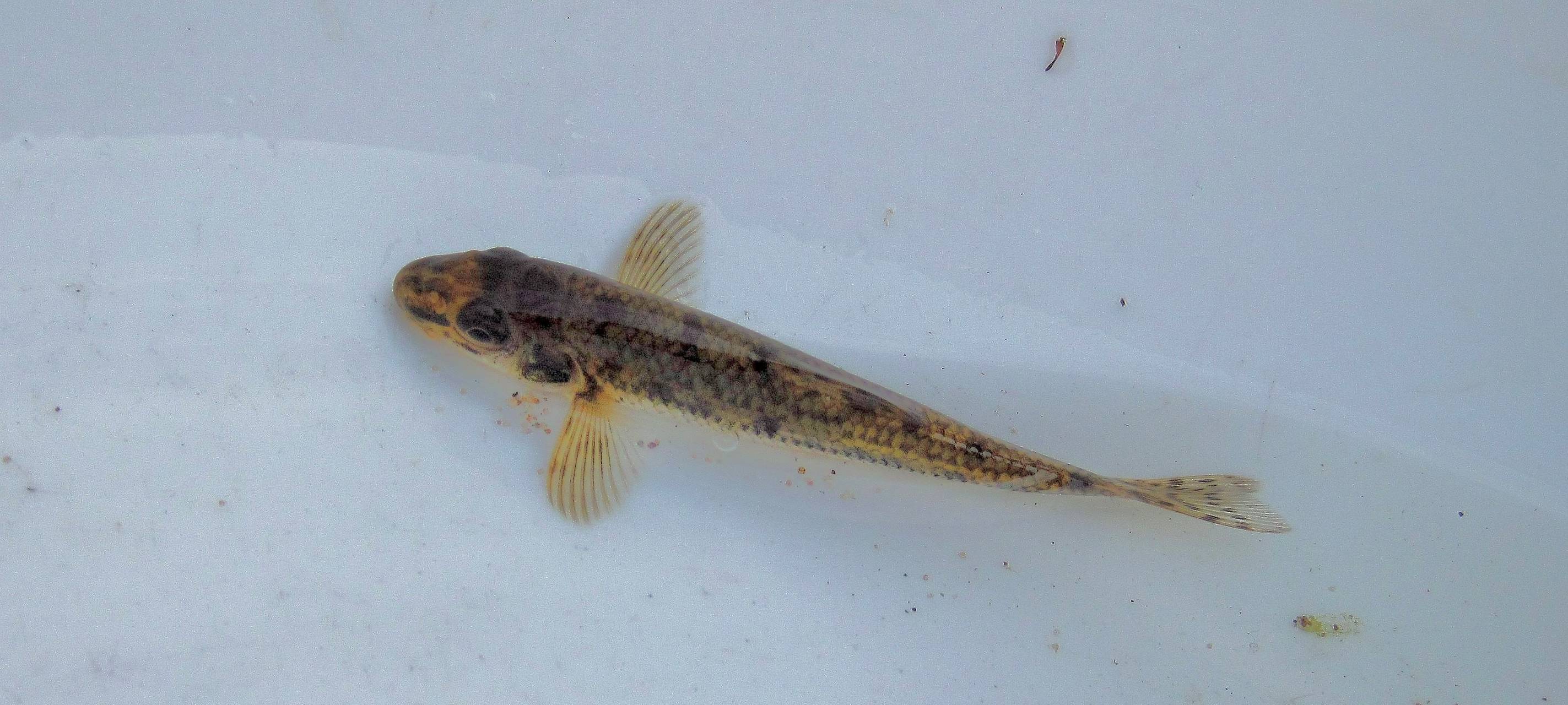 Emscher-Umbau: Fische kehren zurück