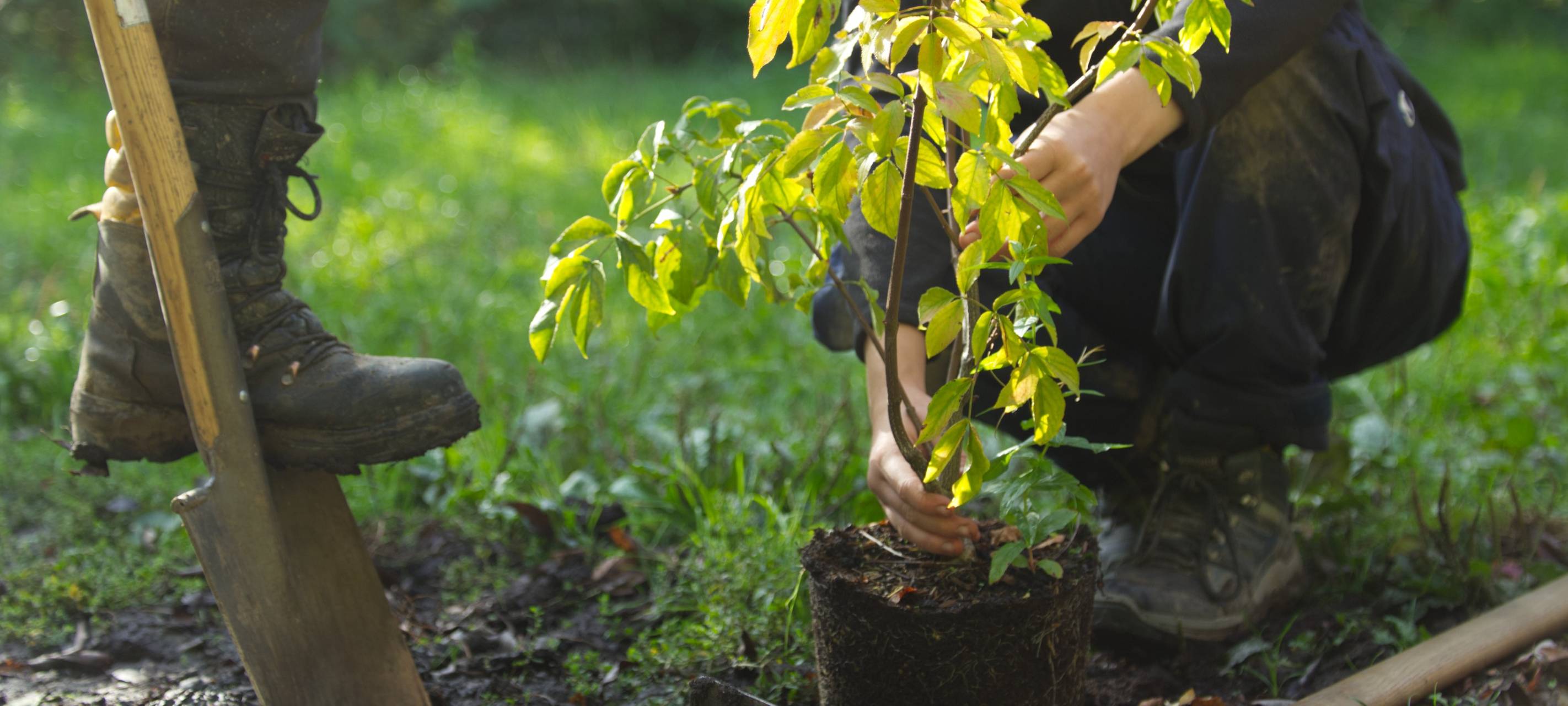 Mülheimer Vereine können kostenlos Bäume pflanzen