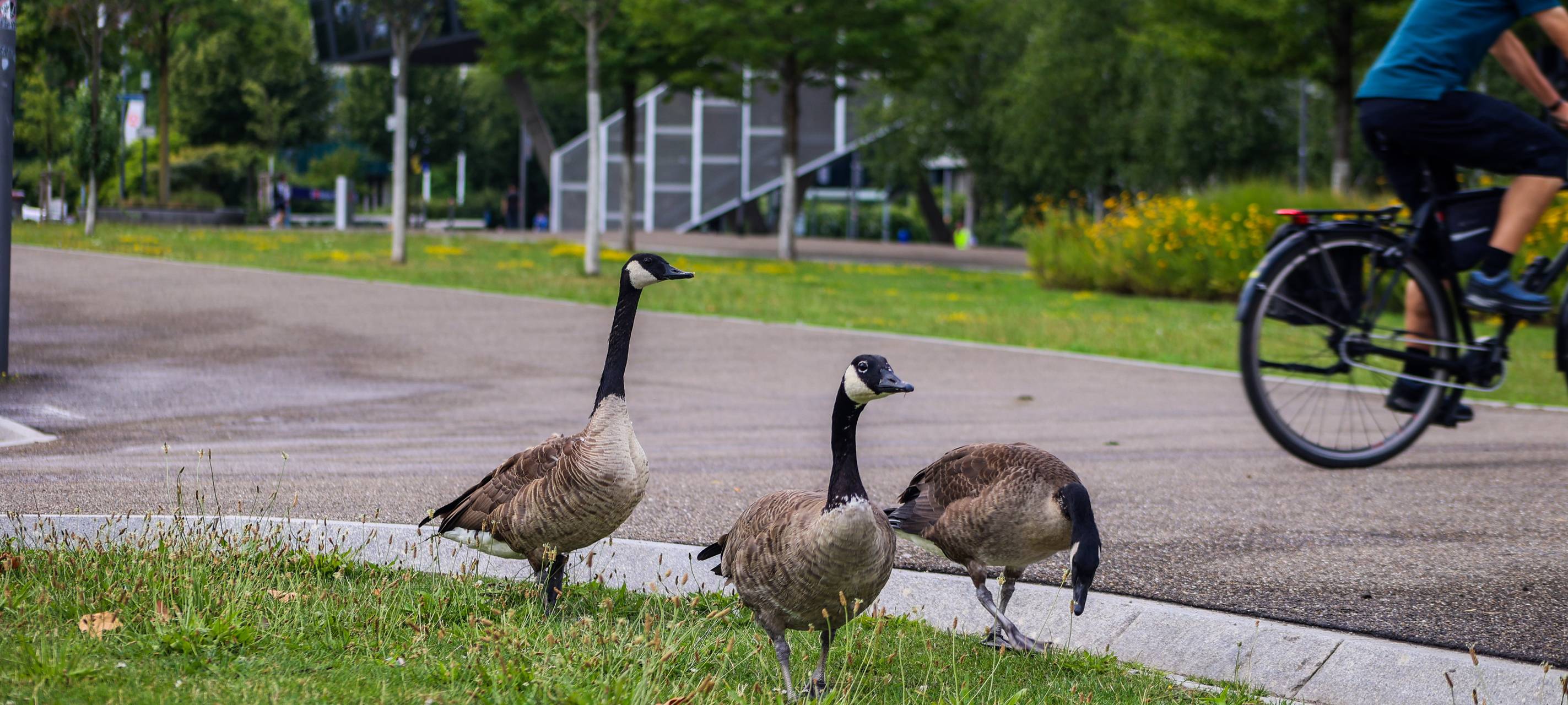 Kanadagänse: Vogelgrippe in Essen