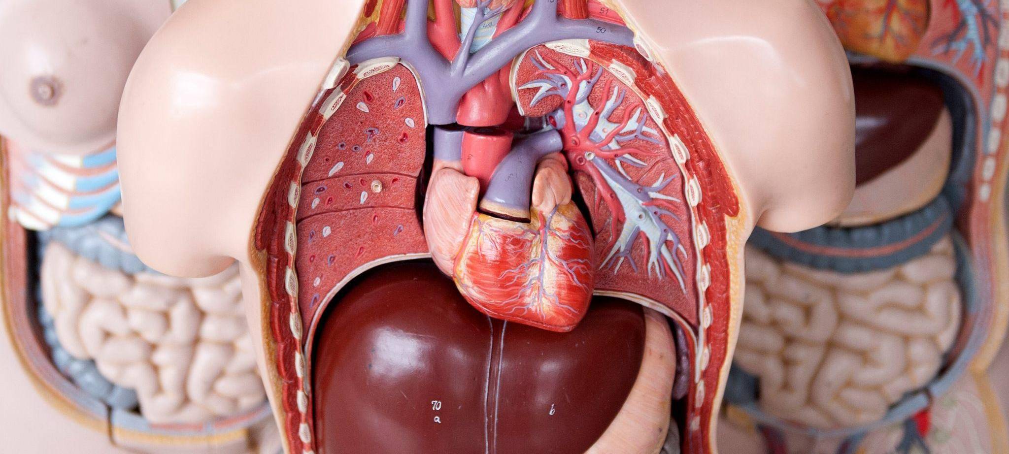 Das Anatomische Modell eines Menschen mit dem Herz in der Mitte