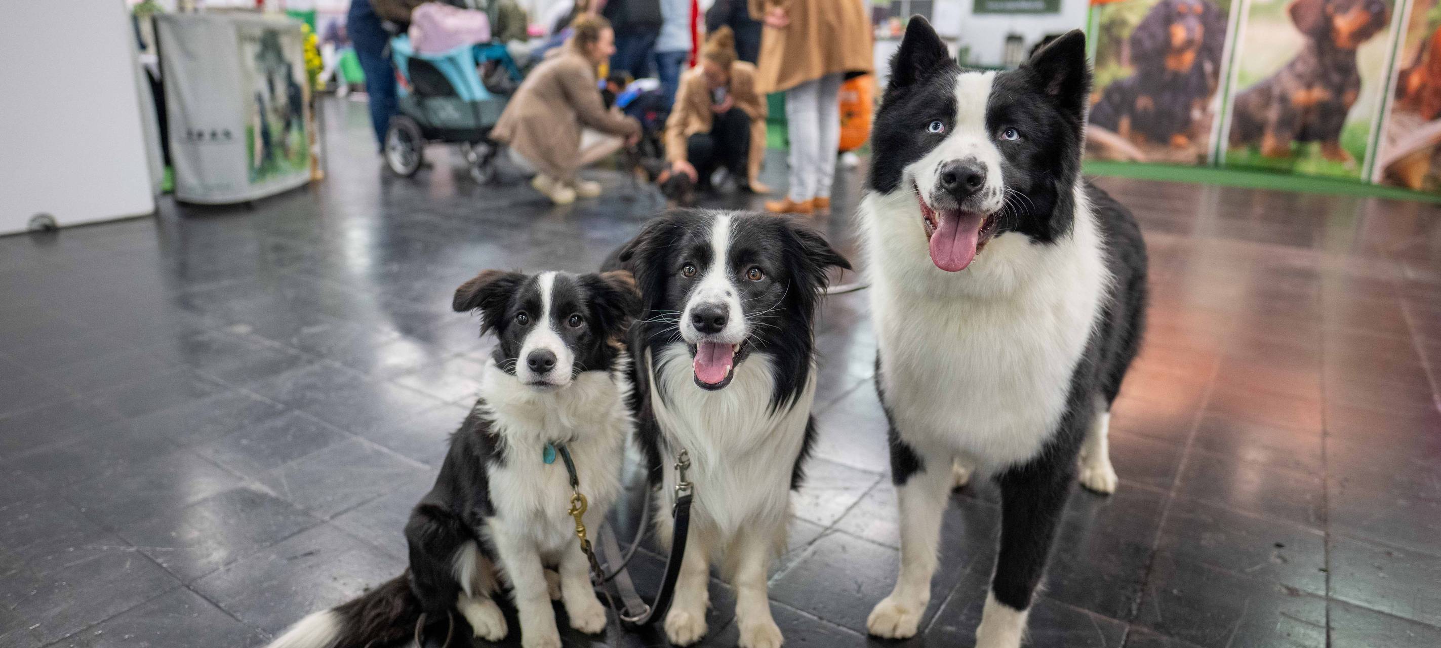 Dortmund: Messe Hund & Pferd startet