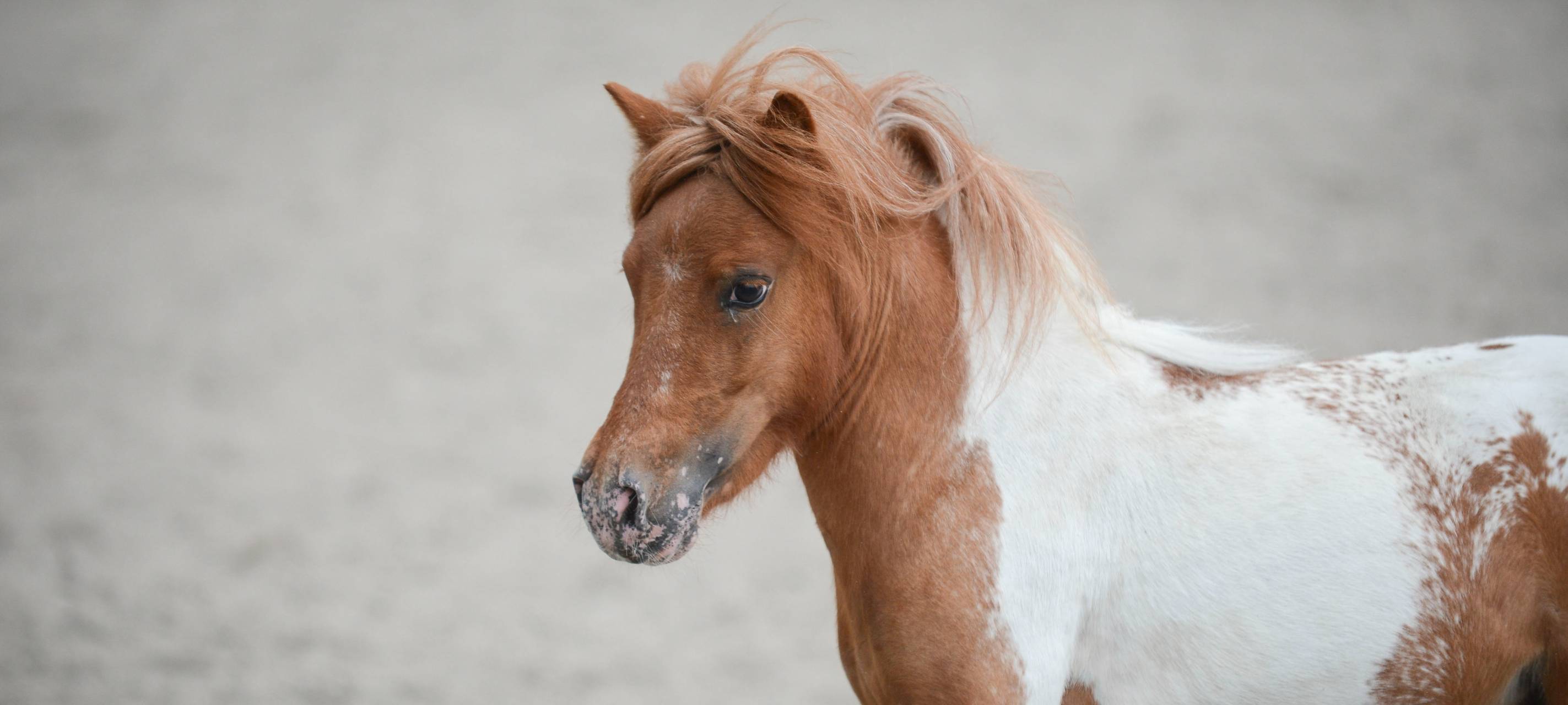 Charity-Aktion: Einen Tag auf dem Ponyhof