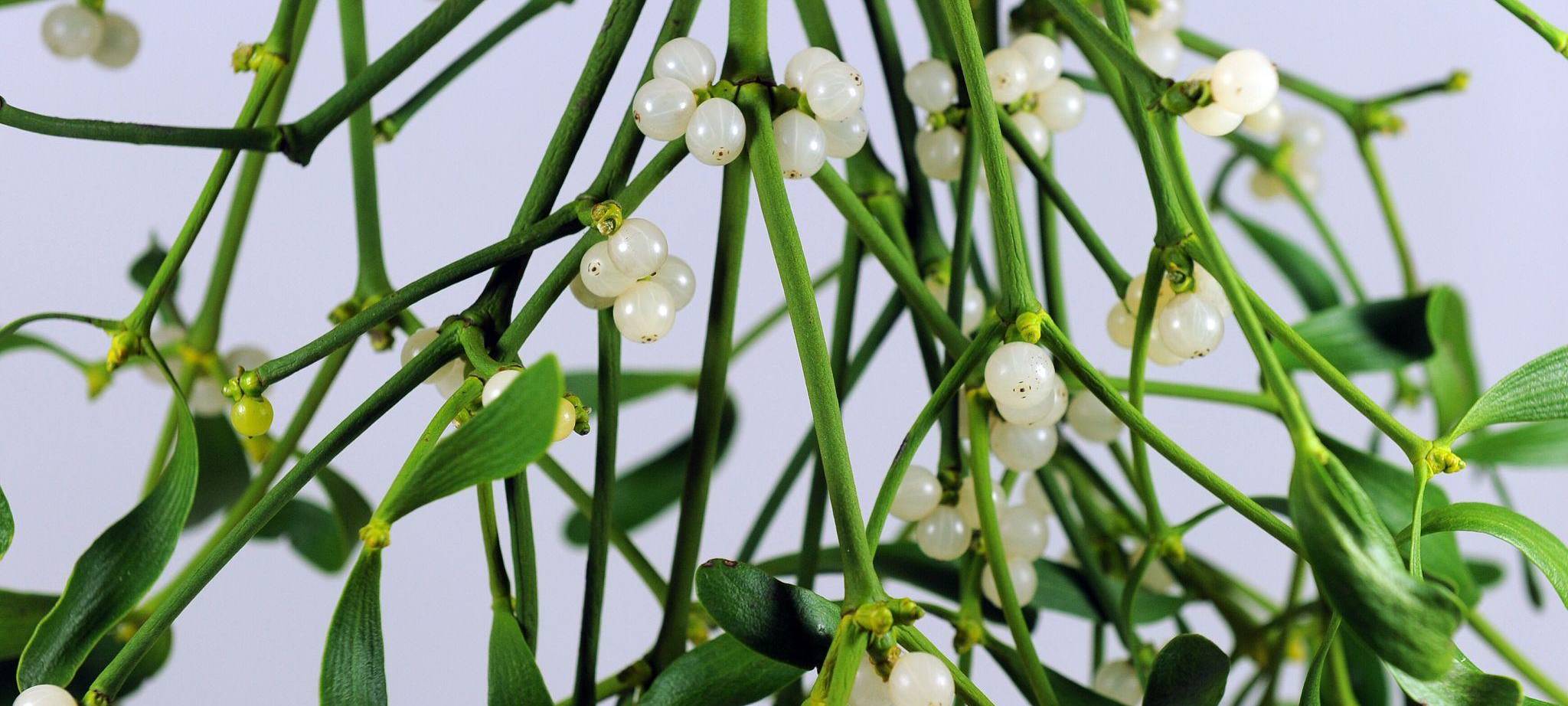 Mistelzweige mit Beeren