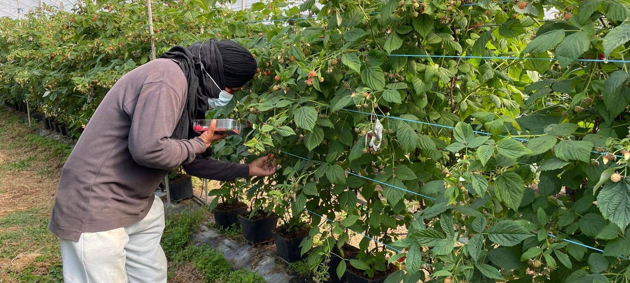 Ausbeutung von Migranten in Portugal
