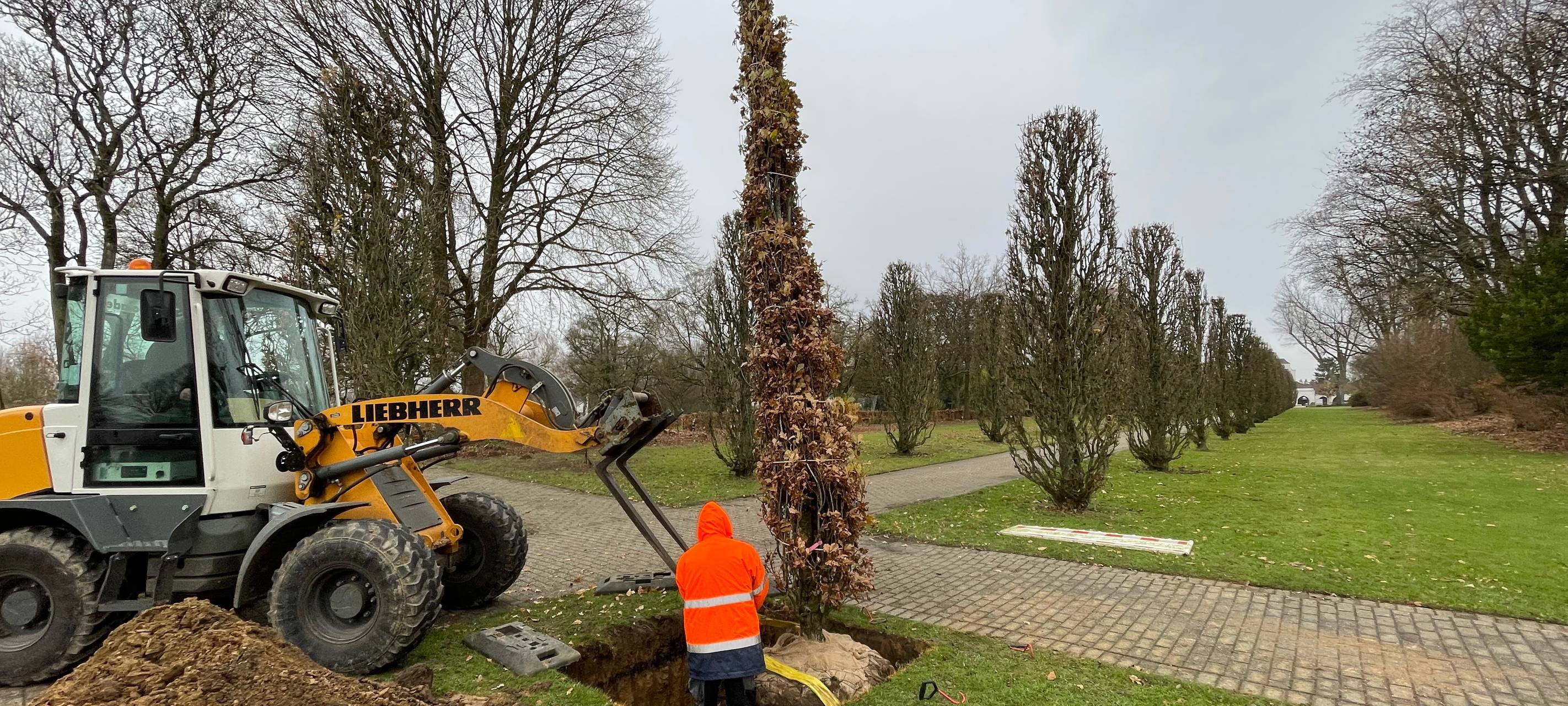 Hauptfriedhof bekommt neue Eichen für historische Allee
