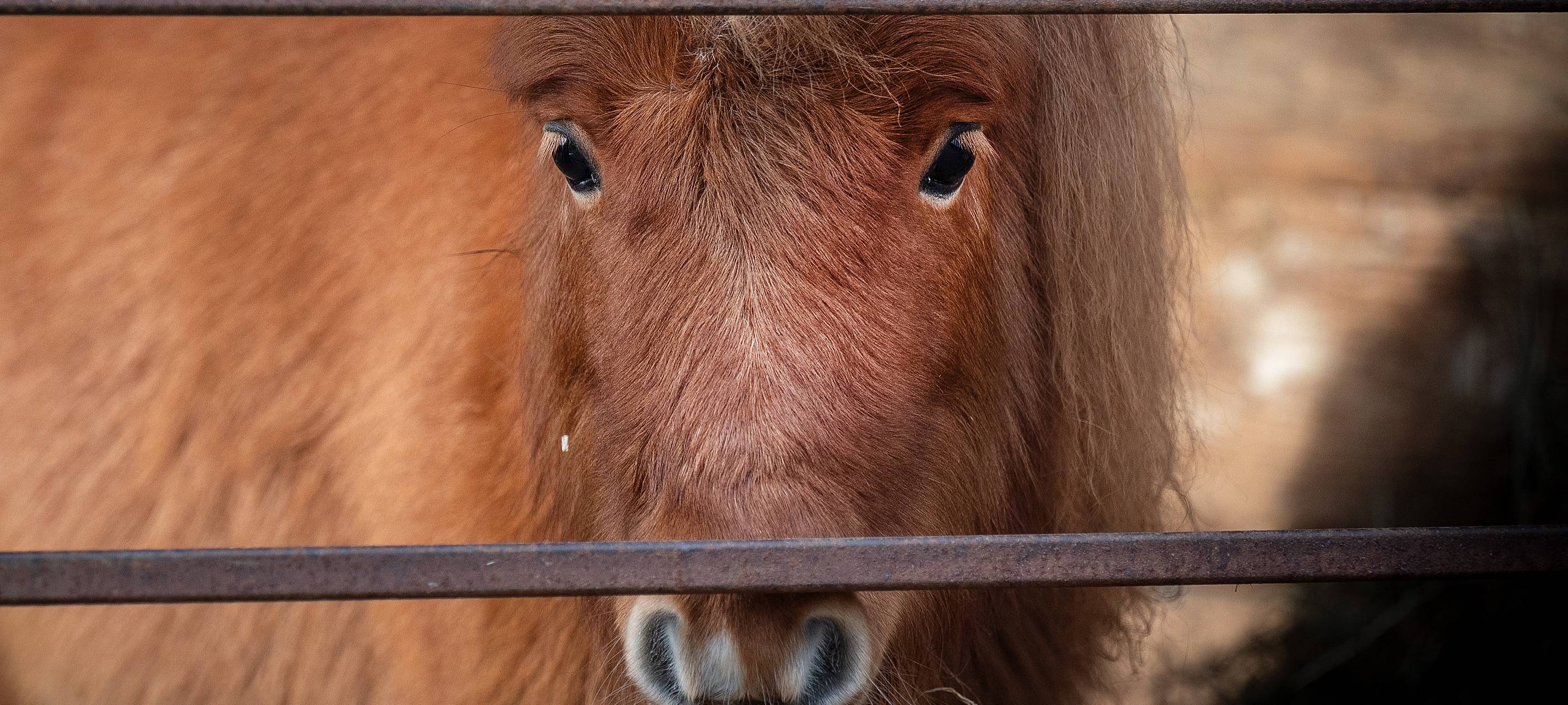 Pferde am Hexbachtal vergiftet - PETA setzt Belohnung aus