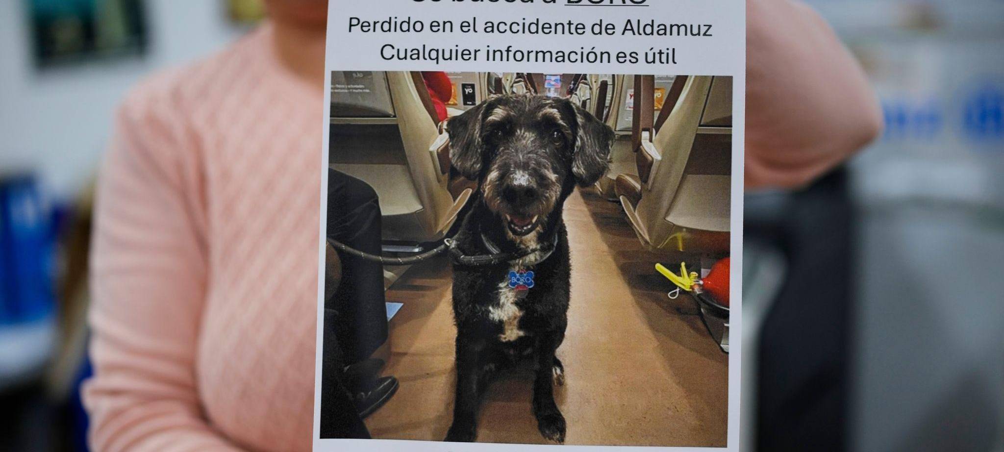 Verlorener Hund nach Zugunglück in Spanien