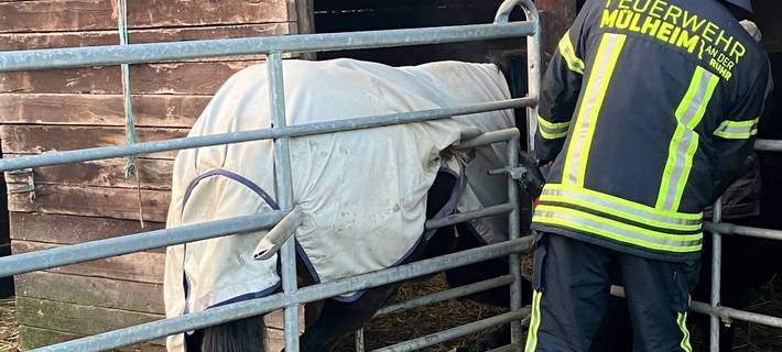 Eingeklemmtes Pferd. Einsatz von hydraulischem Rettungsgerät