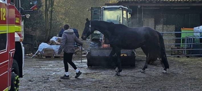 Befreites Pferd auf dem Weg zur Pferdeweide