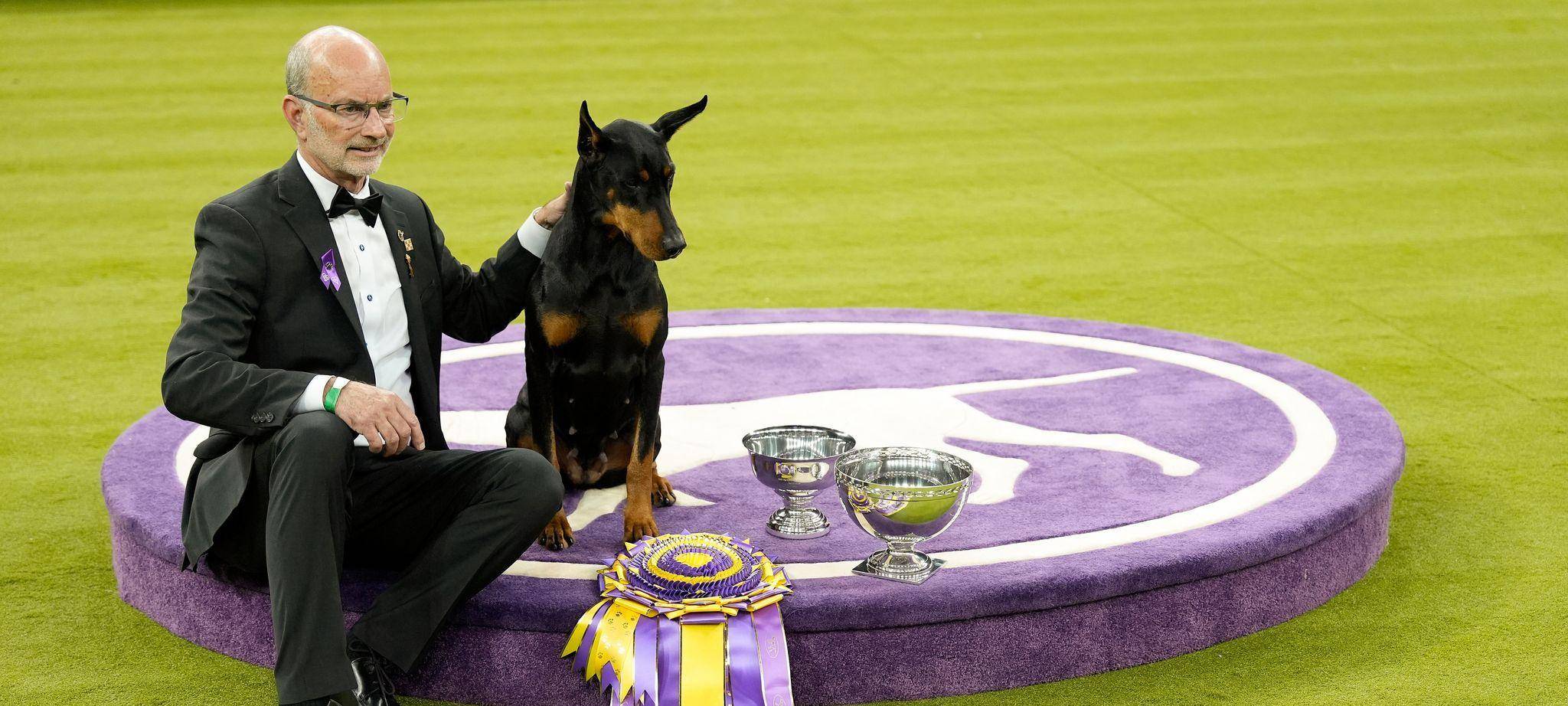 Hundeausstellung Westminster Kennel Club Dog Show in USA