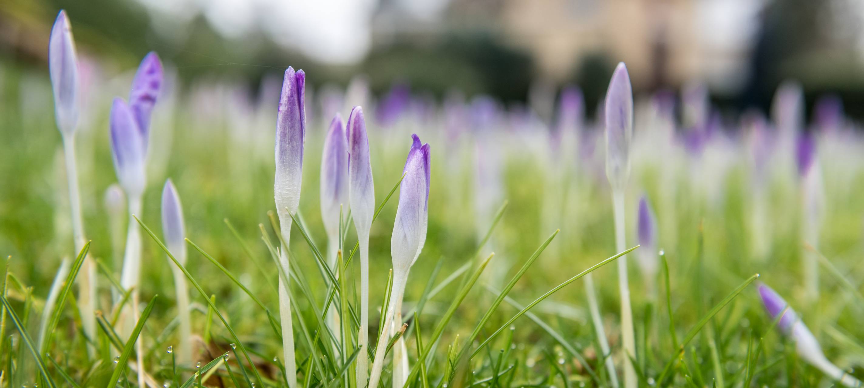 Spenden gesucht: Erhalt des Holthausener Friedhofs