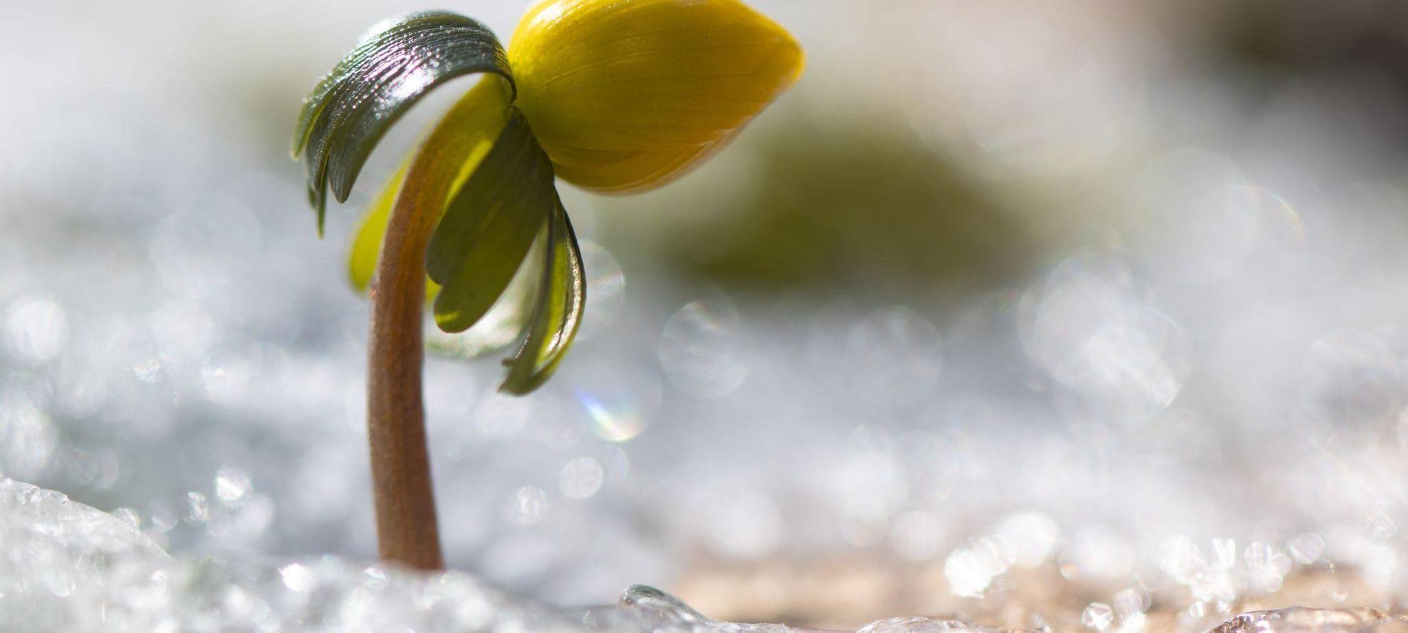 Winterling in Sachsen